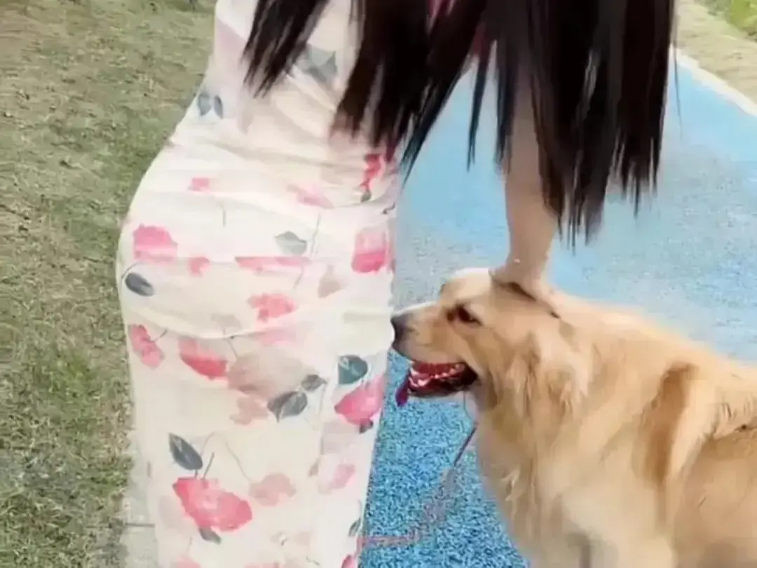 《抖音香香公主与爱犬金毛》高能日常互动完整版在线观看-抖音香香公主与爱犬直播回放无广告高清免费播放-《抖音金毛蹭香香公主撒娇》珍藏资源秒播